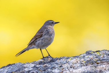 Su çukuru, sarı süpürge çiçekli anthus spinoletta. İspanya.