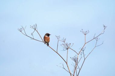 Erkek Avrupalı Taş Adam bir dala tünedi. İspanya