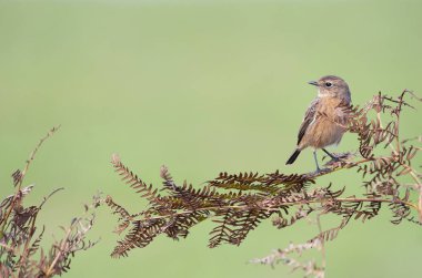  Avrupalı Kadın Taş, arka planı yeşil olan bir dala tünedi.