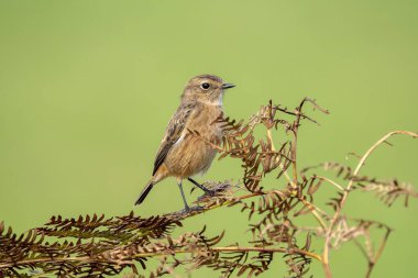  Avrupalı Kadın Taş, arka planı yeşil olan bir dala tünedi.