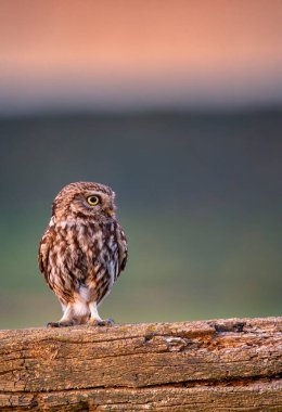 Küçük bir baykuş, Athene noctua tahta bir kirişe tünemişti. İspanya