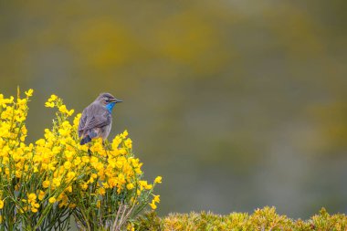Erkek Bluethroat bir Heathland 'de şarkı söylüyor. İspanya.