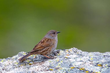 Dunnock, prunella modülü bir kayanın üzerine tünemiş. İspanya.                             