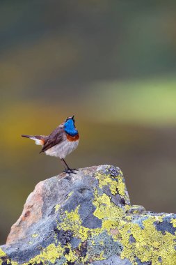 Mavi boğazlı erkek yeşil arka planlı bir kayanın üzerine tünemiş. İspanya.