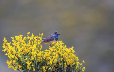 Erkek Bluethroat bir Heathland 'de şarkı söylüyor. İspanya.