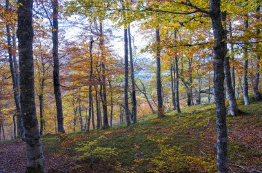 Sajambre Soto, Picos de Europa 'daki Vegabano Dağı' na giden kayın ormanları. İspanya.                               