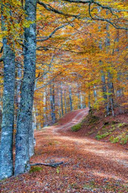 Beech forest on the way to the Vegabano mountain refuge in Soto de Sajambre, Picos de Europa. Spain.                                clipart