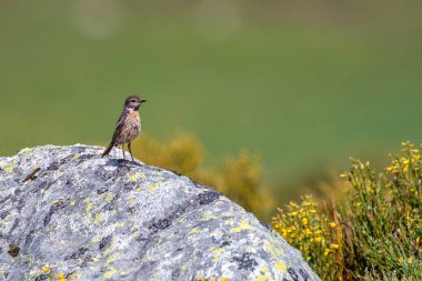  Avrupa Taşı bir kayanın üzerine tünemişti. İspanya