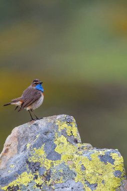 Mavi boğazlı erkek yeşil arka planlı bir kayanın üzerine tünemiş. İspanya.
