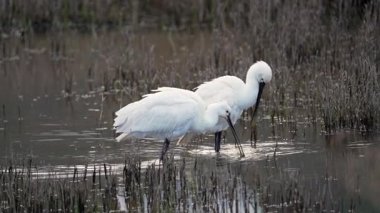 Avrasya kaşığı havuzda yemek yiyor. İspanya