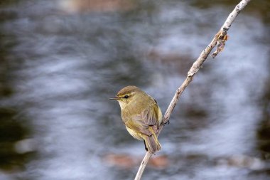 İberya şifonu bir dala tünemiş şarkı söylüyordu. İspanya.