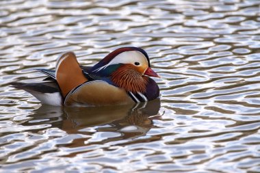 Gölde yüzen erkek mandalina ördeği. İspanya