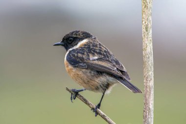 Erkek Avrupalı Taş Adam bir dala tünedi. İspanya