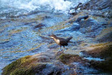 Yosun kayası üzerinde boğazı kesilmiş genç bir ayı. Arka planda nehir var. İspanya.