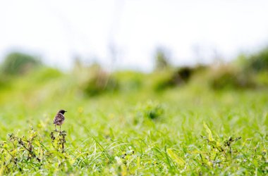 Erkek Avrupalı Taş Adam bir dala tünedi. İspanya