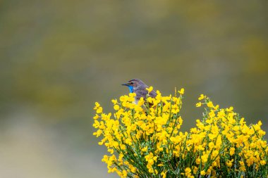 Erkek Bluethroat bir Heathland 'de şarkı söylüyor. İspanya.