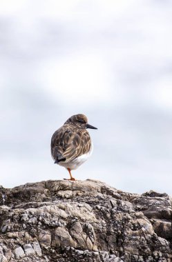Ruddy Turnstone kıyıya tünemişti. İspanya.