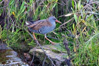 Sazlıkların arasında bir gölette su rayı. İspanya.