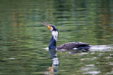 Gölde yüzen büyük karabatak. İspanya