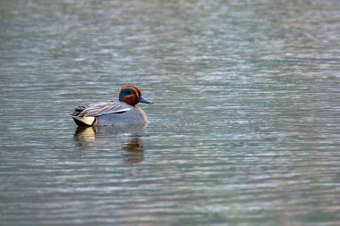 Avrasyalı Teal ve Anas Crecca Asturias, İspanya 'da bir gölette yüzüyorlar.