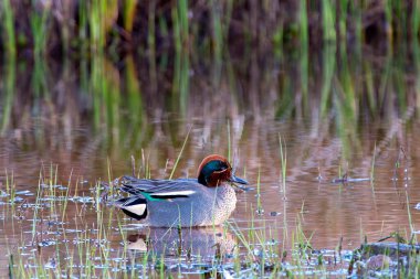 Avrasyalı Teal ve Anas Crecca Asturias, İspanya 'da bir gölette yüzüyorlar.