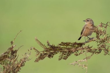 Avrupalı Kadın Taş, arka planı yeşil olan bir dala tünedi.