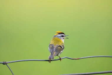 Bir dalda yaygın bir havai fişek şakıması. İspanya