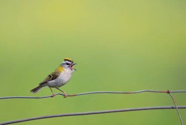 Bir dalda yaygın bir havai fişek şakıması. İspanya
