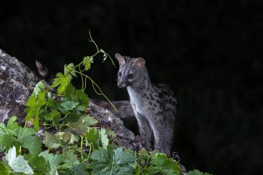 Genet, Genetta Genetta geceleri avlanıyor. Extremadura, İspanya.                              