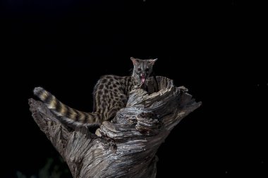  Genet, Genetta Genetta geceleri avlanıyor. Extremadura, İspanya.                              