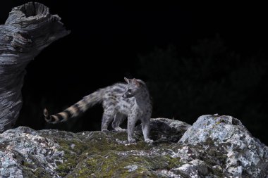  Genet, Genetta Genetta geceleri avlanıyor. Extremadura, İspanya.                              