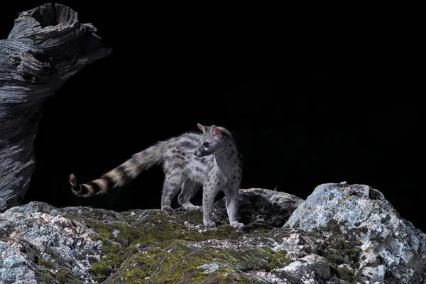  Genet, Genetta Genetta geceleri avlanıyor. Extremadura, İspanya.                              