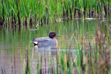 Avrasyalı Teal ve Anas Crecca Asturias, İspanya 'da bir gölette yüzüyorlar.