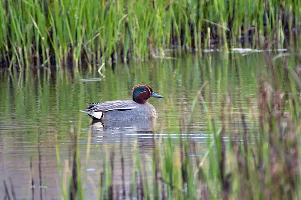 Avrasyalı Teal ve Anas Crecca Asturias, İspanya 'da bir gölette yüzüyorlar.