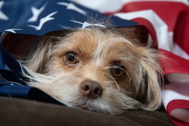 A cute, brown, mixed-breed dog with an American Flag clipart