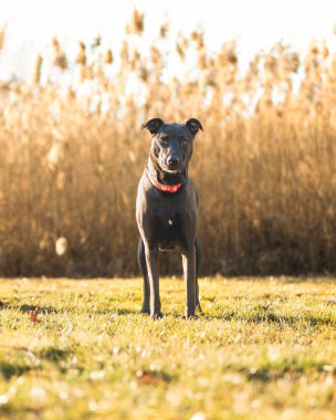 Koyu kahverengi melez köpek altın saatinde parkta