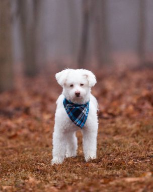 Beyaz tüylü köpek Park 'ta