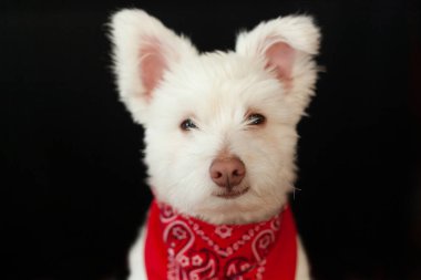 Kırmızı bandana takan beyaz tüylü şirin bir köpeğin portresi.