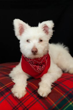 Kırmızı bandana takan beyaz tüylü şirin bir köpeğin portresi.