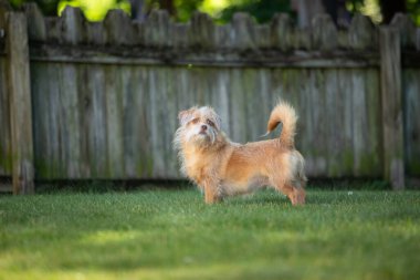 Kahverengi, melez bir köpek yaz boyunca bahçede oynar..