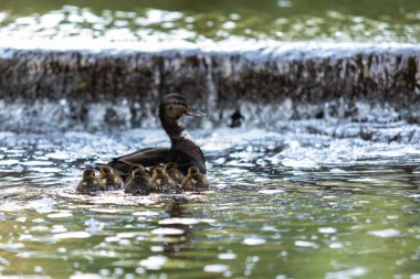 Bir anne ördek, büyük ihtimalle bir Mallard melezi, yaz boyunca yedi ördek yavrusuyla bir derede yüzer..