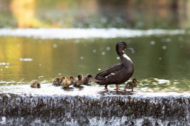 Bir anne ördek, büyük ihtimalle bir Mallard melezi, yaz boyunca yedi ördek yavrusuyla bir derede yüzer..