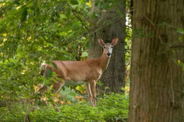 Beyaz kuyruklu bir geyik New Jersey 'de ağaçlık bir ormanda duruyor
