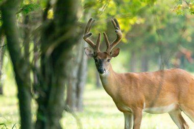 Beyaz kuyruklu bir geyik kuşu, New Jersey Sandy Hook 'taki bir ağaçtan yemek yer..