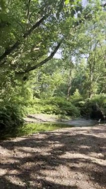 2024 yazında New Jersey 'deki Lenape Park' ta orman yeşil ve yemyeşildir.
