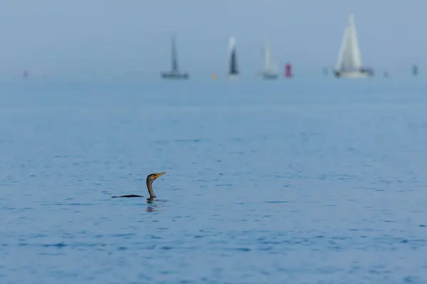 stock image A Double-Crested Cormorant fishes in the Raritan Bay while sailboats race in the distance