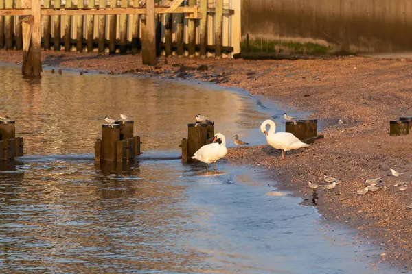 stock image Swans are seen on a beach in Keyport, New Jersey during golden hour in the summer of 2024