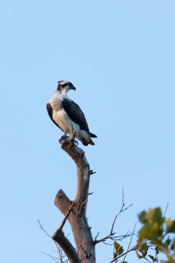 Fort Hancock, Sandy Hook, New Jersey 'de Ağustos 2024' te bir yaz gecesinde çekilmiş bir Osprey manzarası..