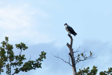 Fort Hancock, Sandy Hook, New Jersey 'de Ağustos 2024' te bir yaz gecesinde çekilmiş bir Osprey manzarası..
