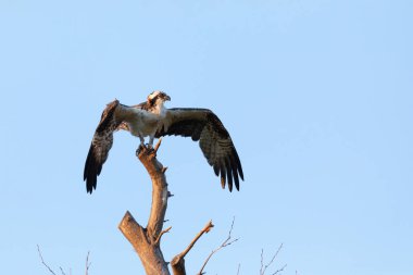 Fort Hancock, Sandy Hook, New Jersey 'de Ağustos 2024' te bir yaz gecesinde çekilmiş bir Osprey manzarası..